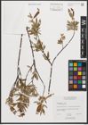 Foto von Salix petiolaris Sm.